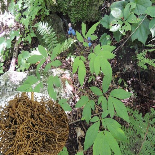 红毛野生贵州山区纯野新货干品山猫毛细500克传统滋补品其他