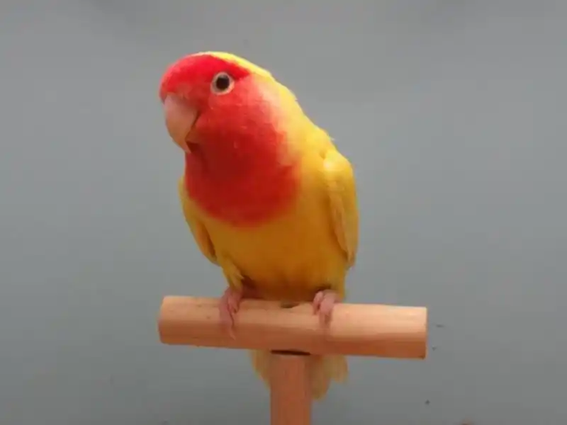 p>桃脸牡丹鹦鹉(学名: i>agapornis roseicollis /i>):体长一般在15