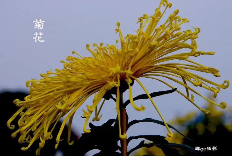 【菊花会2摄影图片】生态摄影_辉ge的春天_太平洋电脑网摄影部落