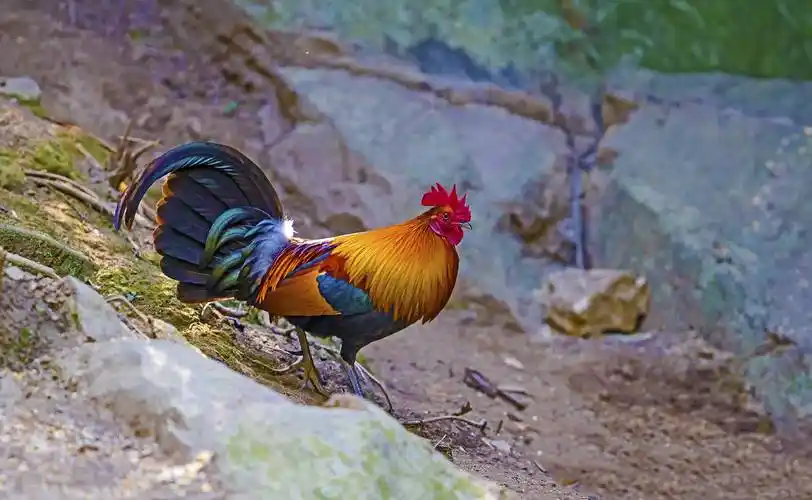 把普通的鸡放归野外,家鸡最后能变成野鸡吗?_保护_食物_环境