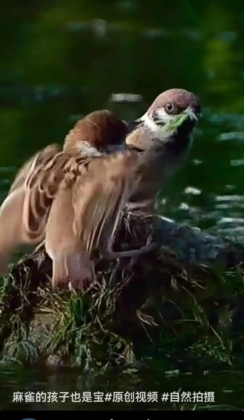 小鸟麻雀的孩子也是宝贝 - 抖音