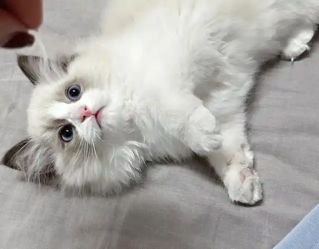 2个月小开脸布偶妹妹