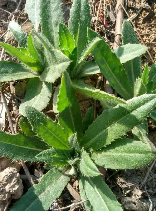 刺儿菜,中药,小蓟图片