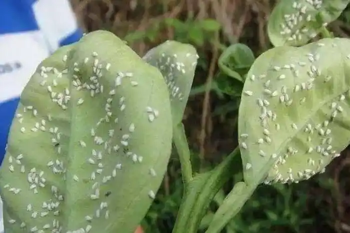 小黑飞 - green fingers - gfinger is the most professional