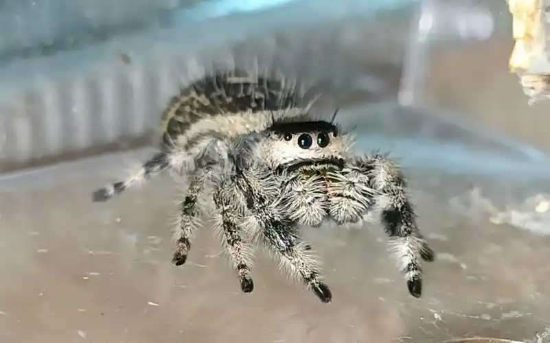 蠢萌可爱的小跳蛛!