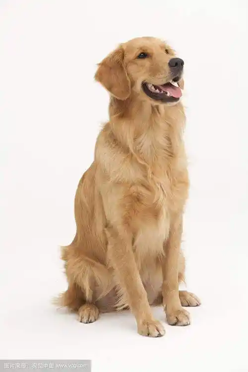 如果我有一只狗