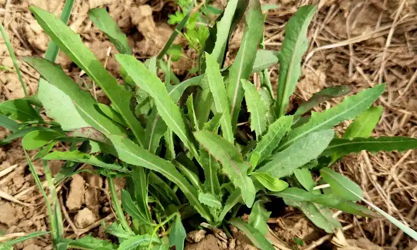 野苦麻菜的功效与作用-我的快乐小窝