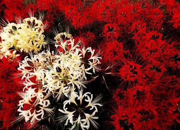 彼岸花红色----曼珠沙华曼陀罗华----白色花语日本的花语 「悲伤的