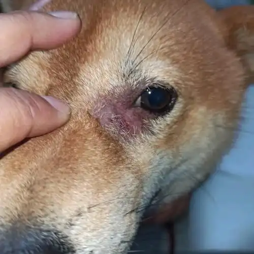 宠物蠕形螨症状与治疗757575