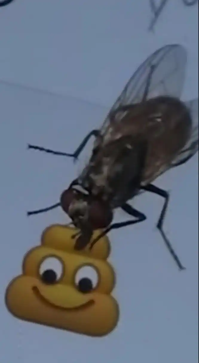 这蚊子吃电子粑粑?