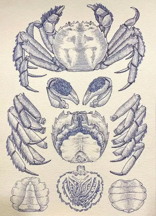 钢笔画螃蟹图鉴