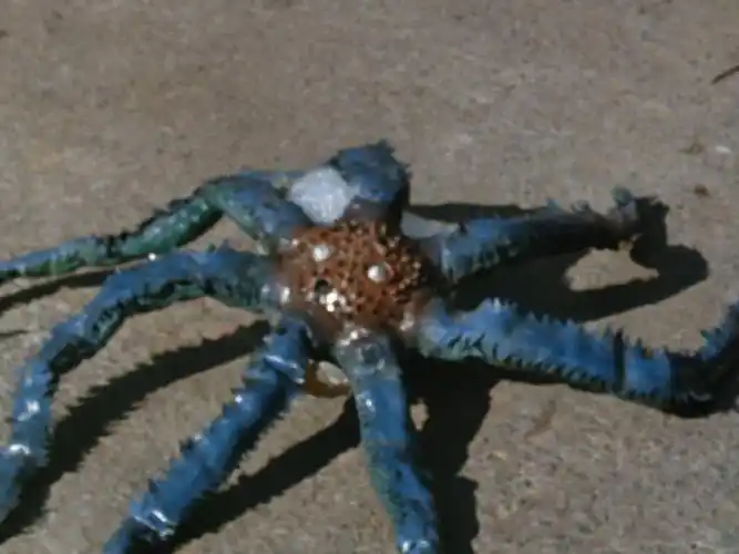 p data-id="gnbslpsse0">圆盘生物代莫斯,日本特摄剧《 a target="