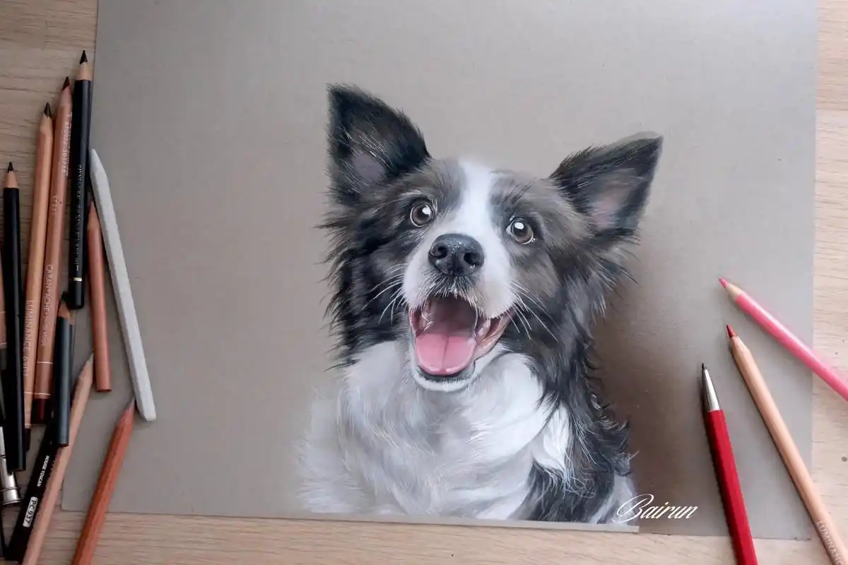 画一只边牧.#狗狗 #一起学画画 #彩铅 - 抖音