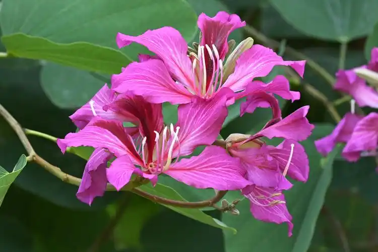紫荆花 香港市花 - 吴国明 - 图虫