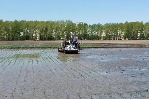 "中国饭碗"里的"小康味道"——"北大仓"里话小康之五