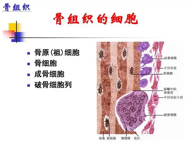 组织学与胚胎学 6-软骨与骨ppt