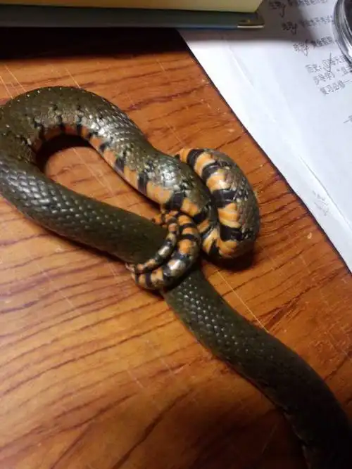 普通的小水蛇吗?不应该是水里吗?怎么会喜欢在我衣服包包里睡觉?