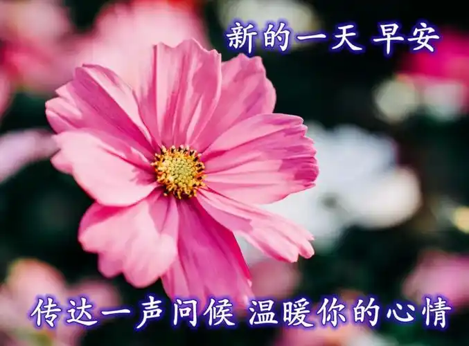 原创非常好看早晨早安问候语暖心的早上好问候祝福语图片