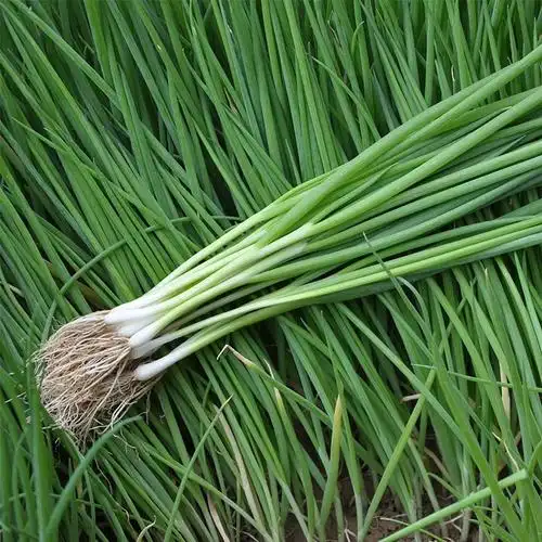 晨臻东北新鲜小葱小水葱打饭包香葱蘸酱菜鲜香微辣味道正宗 新鲜小葱2