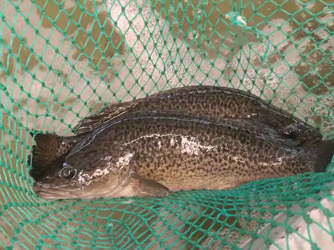 其实,墨瑞鳕鱼2000年就引种至我国,但国内始终未解决育种和规模化