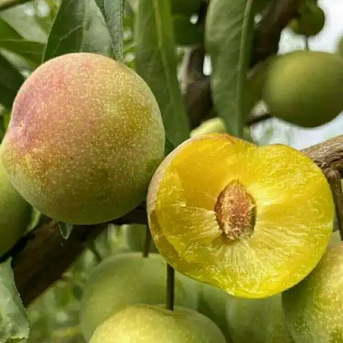 贵州特产遵义山盆脆李青脆李孕妇水果冰脆李子李子