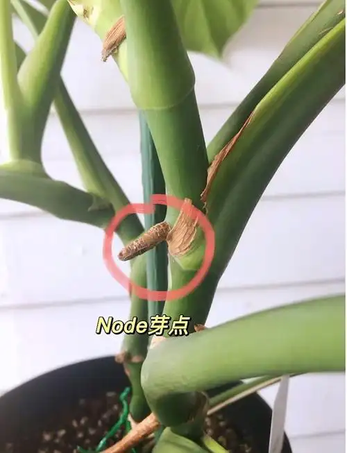 4,龟背竹扦插繁殖 扦插时间 春秋两季都能采用茎节扦插,以春季45月和