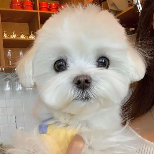 马尔济斯犬小可爱_高清图集_新浪网