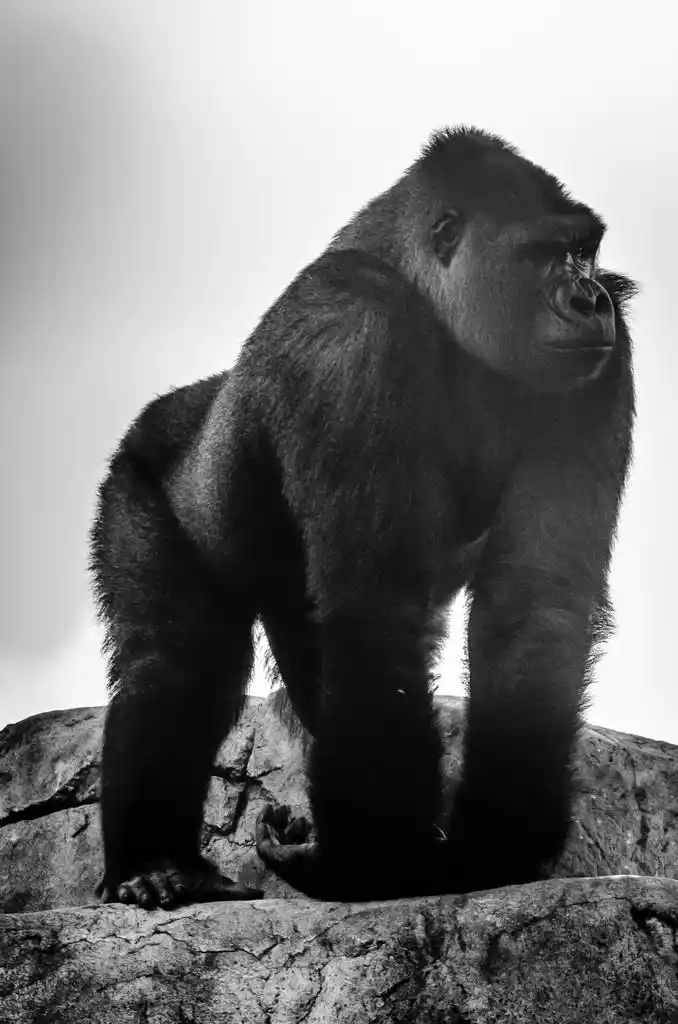 大猩猩,一只大猩猩的形象