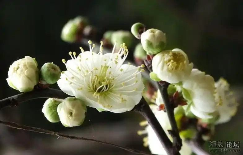 素雅芳香的金钱绿萼梅