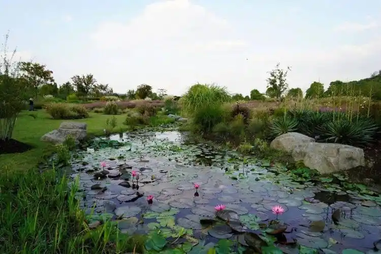 上海辰山植物园旱溪花境秋季景观赏析_进行_园林_时刻