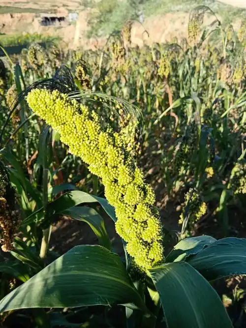 绿色饱满的小米穗