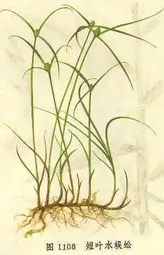短叶水蜈蚣