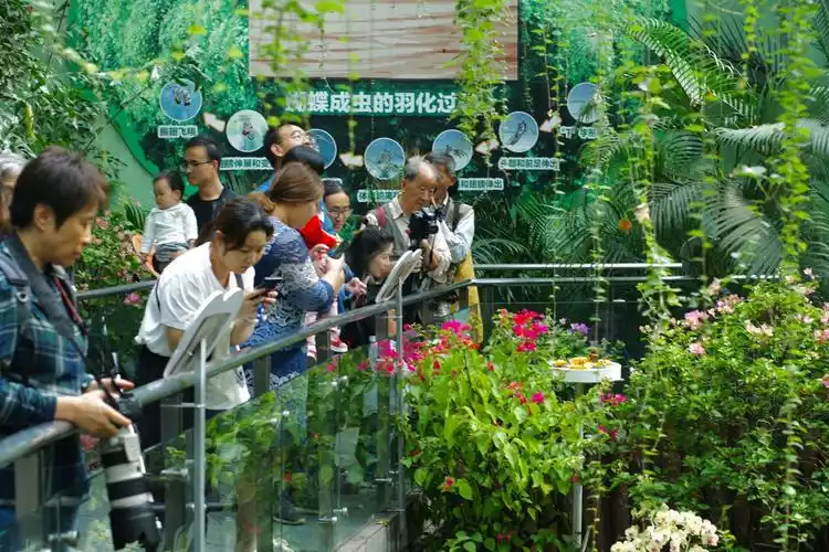 上海动物园蝴蝶展上8万只蝴蝶翩飞展览重视科教珍视乡土