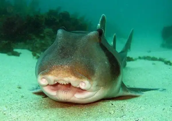 世界上最温和的鲨鱼是什么鲨鱼?澳大利亚虎鲨