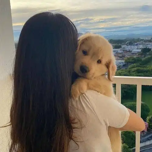 求一人一狗的气氛图05