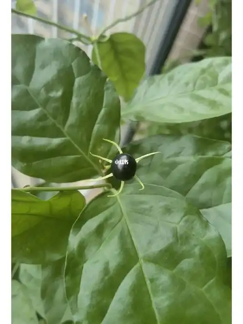 茉莉花居然结种子了