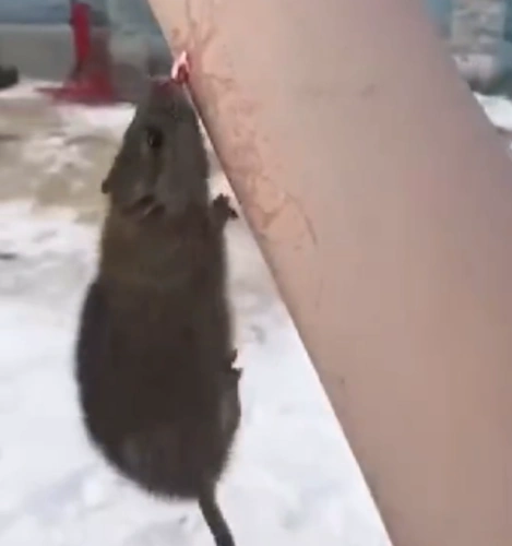 冰天雪地,老鼠竟选择悬空咬舌自尽,得知真相,令人哭笑不得