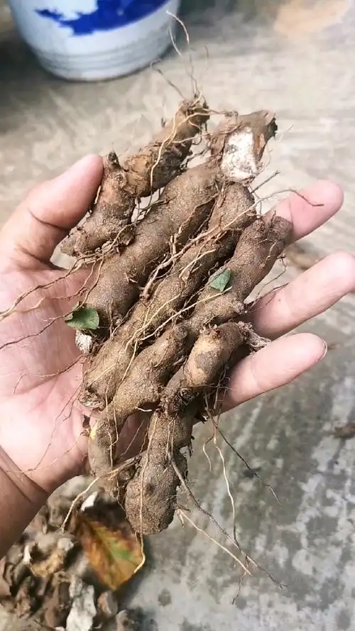 山货也很美#秦岭山里的珍贵中药材,穿地龙又叫狗山药,具有活血消肿