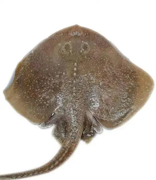 老板鱼新鲜海鱼鲽鱼鳐鱼软骨深海劳子鱼劳板鱼烟台水产新鲜冷冻4斤一