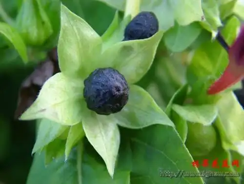 我们这里一般称地雷花,因为它开花后结的种子像地雷.