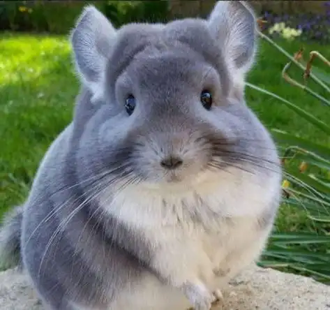 longmao龙猫图片大全