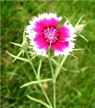 宿根花卉新品种――少女石竹栽培管理