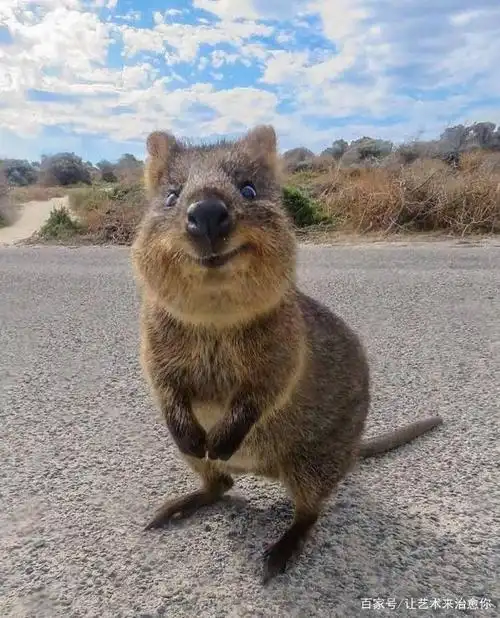 老鼠与艺术:2020鼠年吉祥物再添新成员