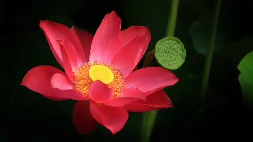 夏日荷花桌面壁纸