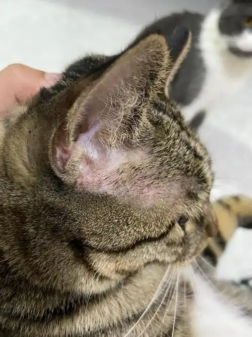 求助 猫咪耳朵这里不知道是猫藓还是什么