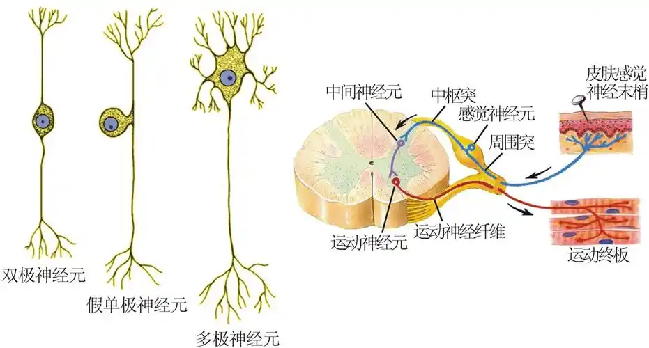 神经元即神经细胞,是神经系统最基本的结构和功能单位.