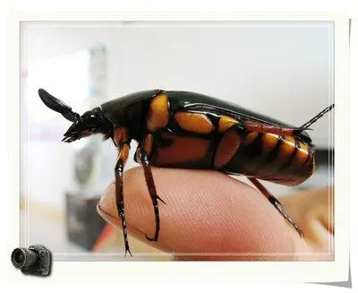 奇!广东粤西一带有人用此簕古幼虫治疗小孩子尿床