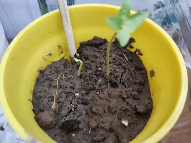 大牵牛花发芽啦