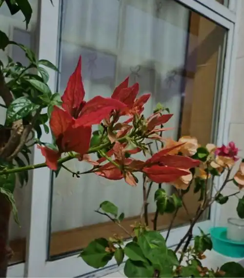 最适合拍照的三角梅红蝶