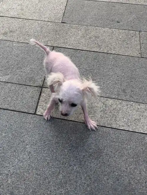 谁能想到这是一只死而复生的比熊呢